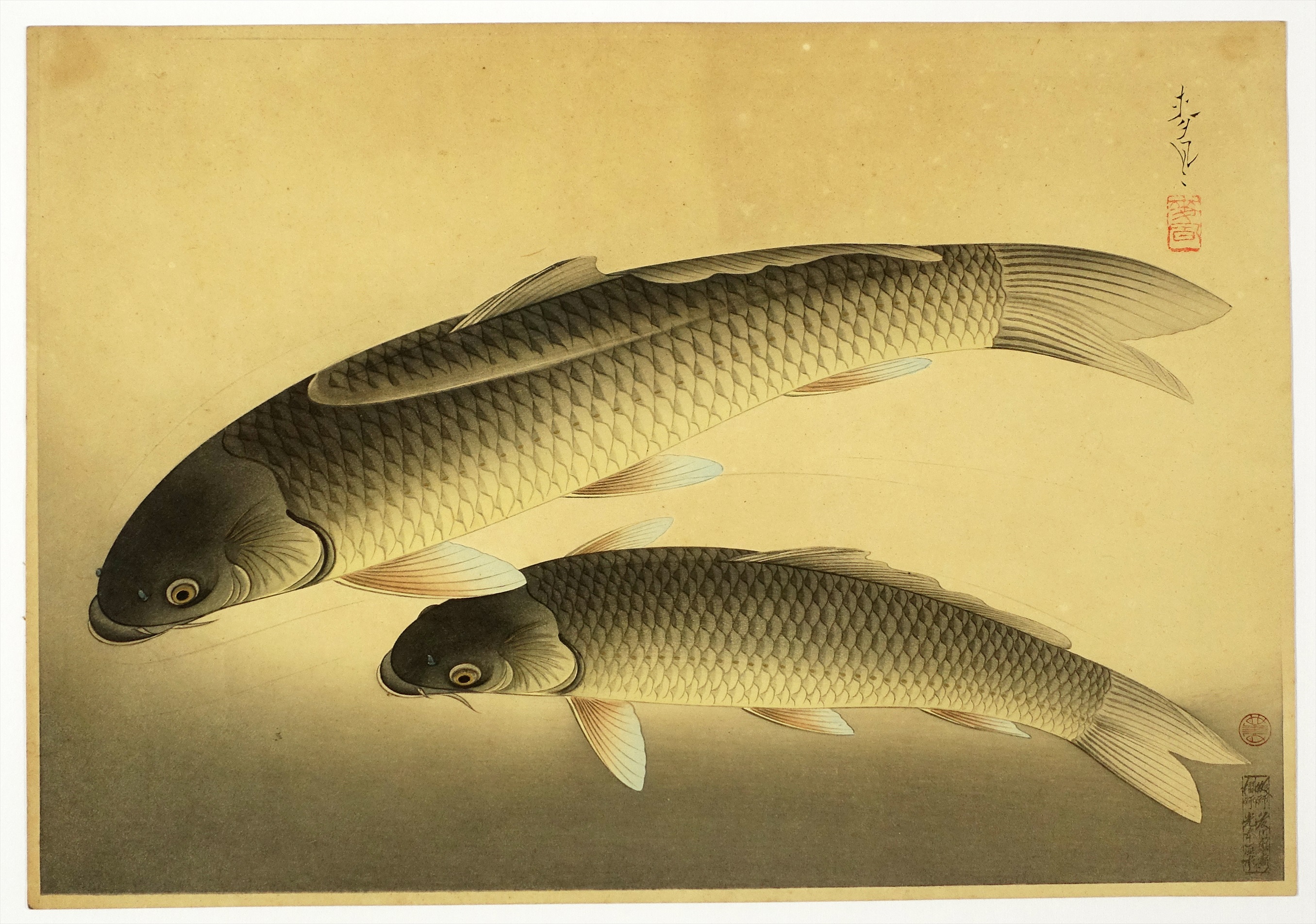 大野麦風木版画 真鯉 | 山星書店 浮世絵 Yamaboshi-Shoten Ukiyo-e